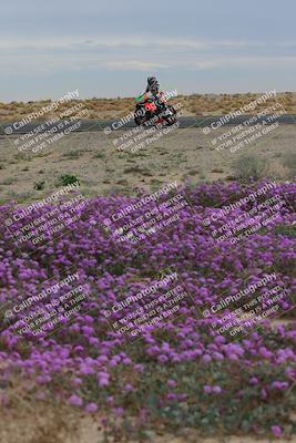 media/Jan-14-2023-SoCal Trackdays (Sat) [[497694156f]]/Turn 14 Exit Bloomig (145pm)/